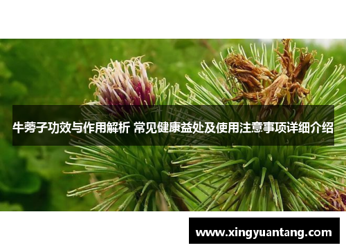 牛蒡子功效与作用解析 常见健康益处及使用注意事项详细介绍